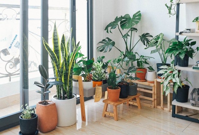 Prints and plants can liven up any space in your Maltese property rental