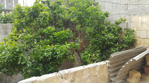 Maisonettes in Marsa - Image 3